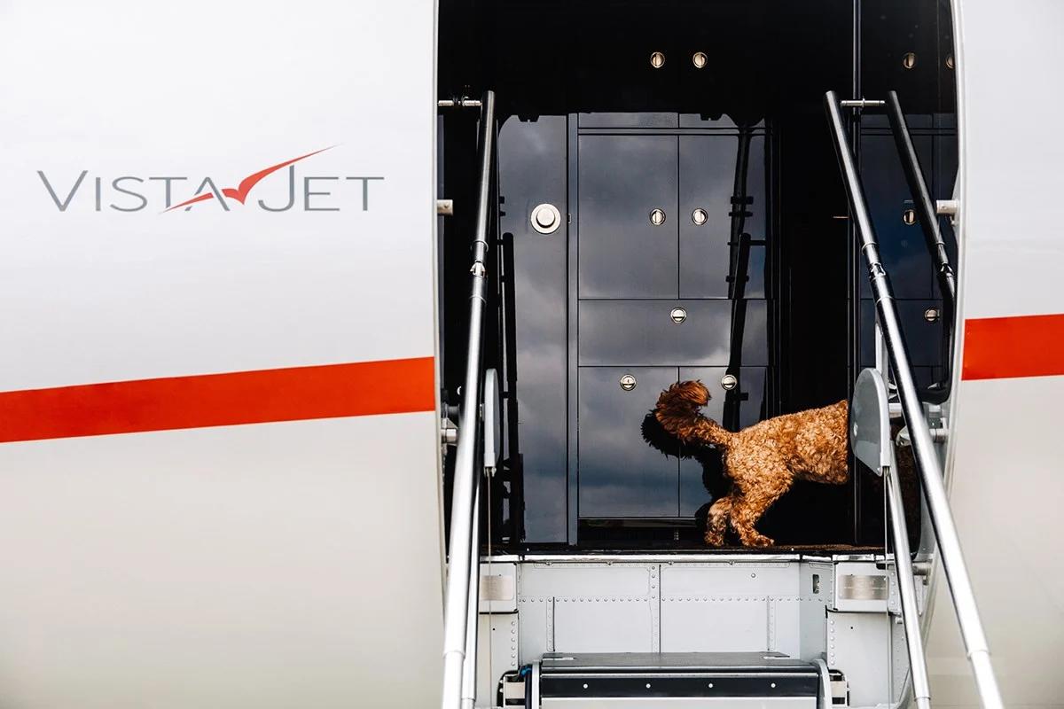 brexit-new-travel-rules-for-pets-in-great-britain