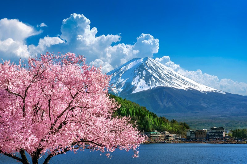 務(wù)機(jī)會員乘坐專機(jī)春節(jié)旅行去日本看櫻花- 維思達(dá)公務(wù)機(jī)